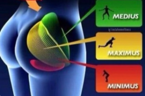 computer Image showing the general locaton of the gluteus maximus, medius and minimus